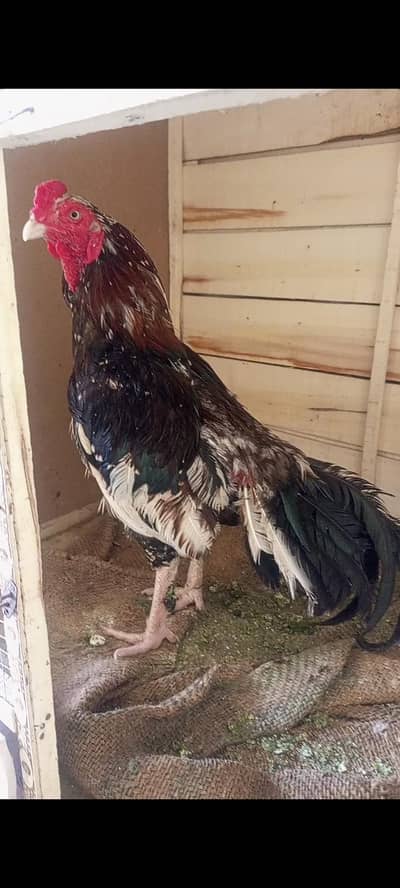 High Quality Aseel Birds and cages for sale all setup