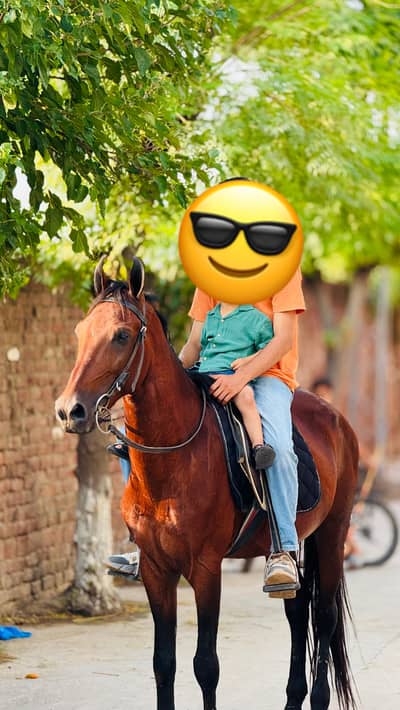 Dase komait horse for sale dest riding bhot shareef a