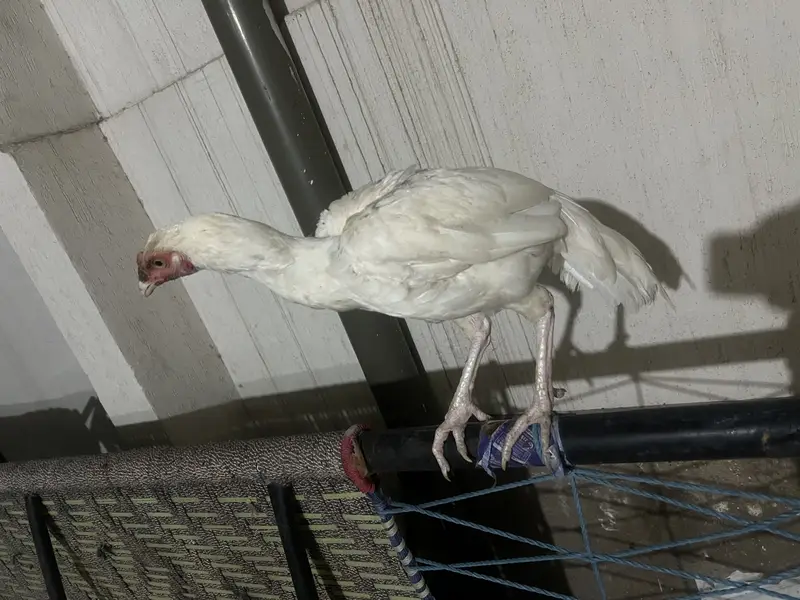 Aseel paper white male female and kurak madian white black cheeni — photo 2