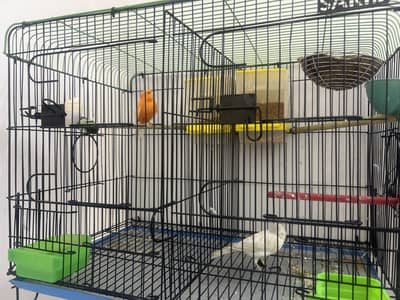 male female canaries red faction r and mozaiq