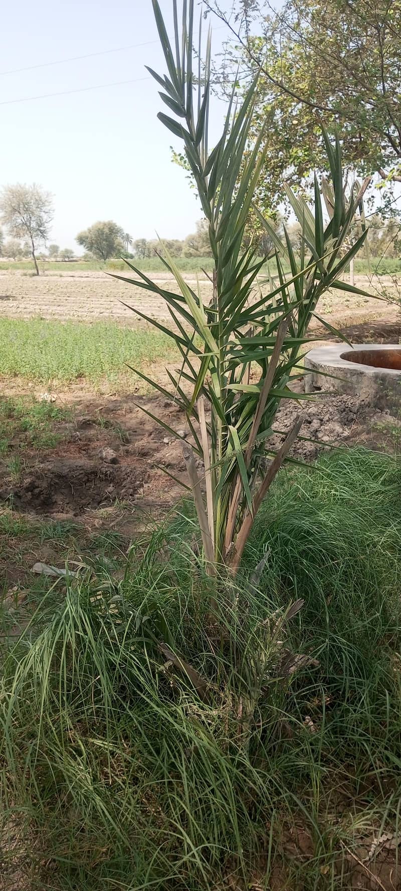 عربی کھجی کھجور کا درخت 1