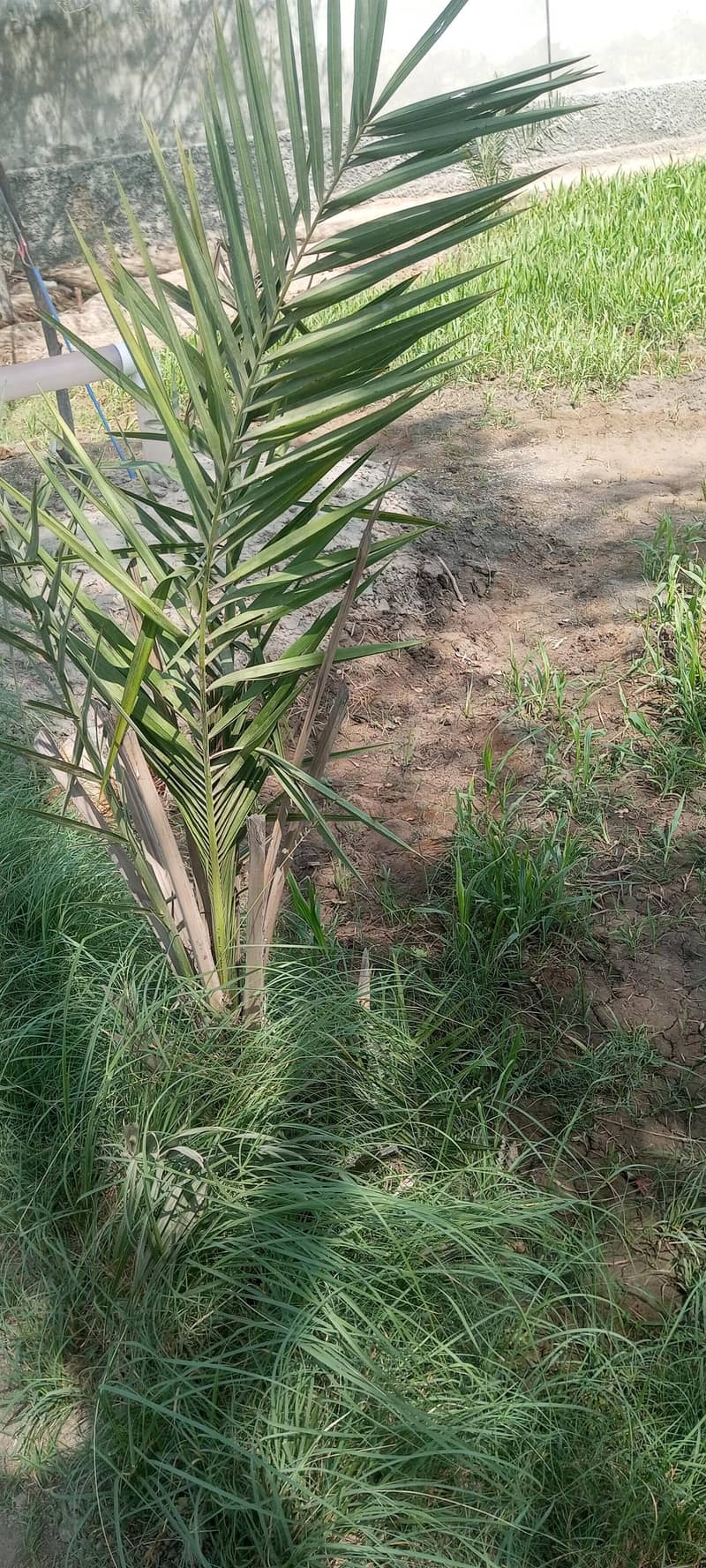 عربی کھجی کھجور کا درخت 3