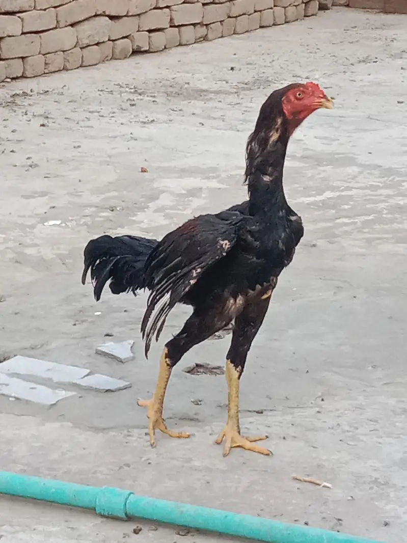 bht achi quality me available