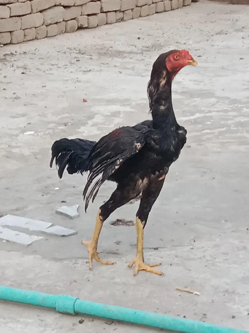 bht achi quality me available — photo 3