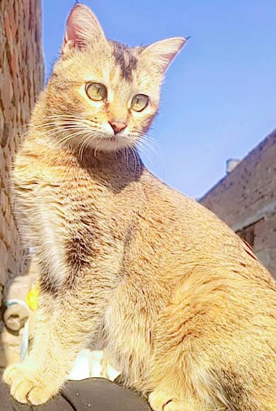 kitten cat