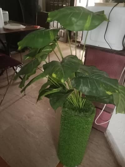 money plant for sale