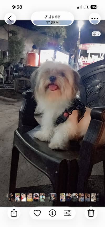 Shi tzu pair black female and white male for sale