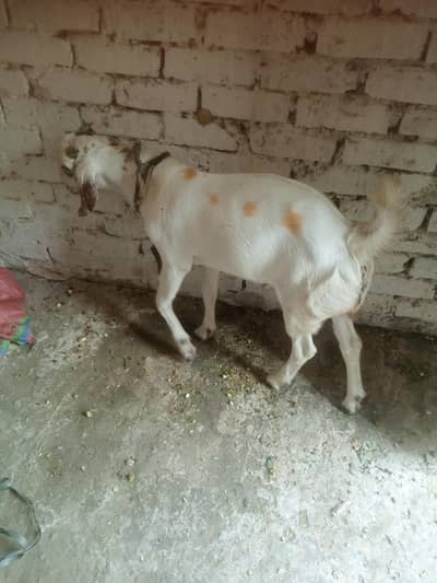 Bhai 1 bakri ha 2 saali ki or bakri ka bacha ha 6mahinay ka