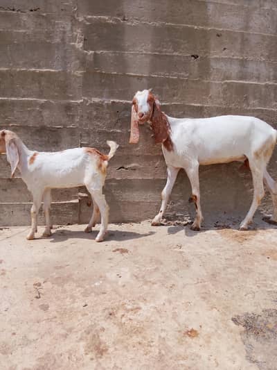 Geyaban Bakrian