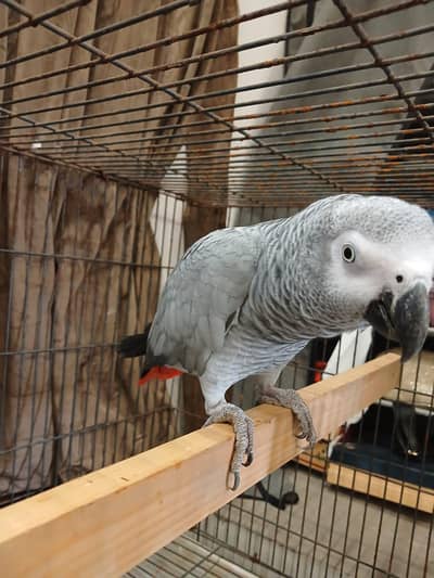 hand tame parrot