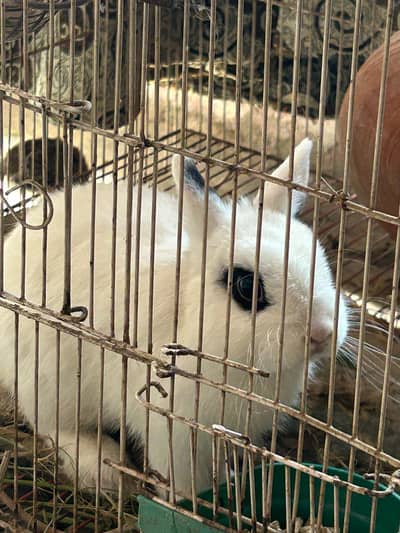 hottot pregnant female available 03368792398