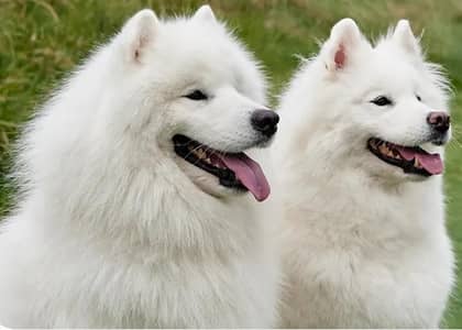Russian dogs baby for sale