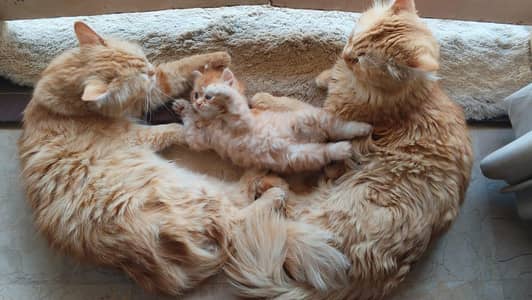 Cat for Sale