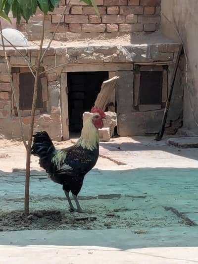 Pure Mianwali Aseel