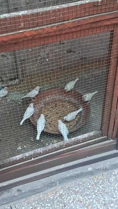 white java birds available for sale