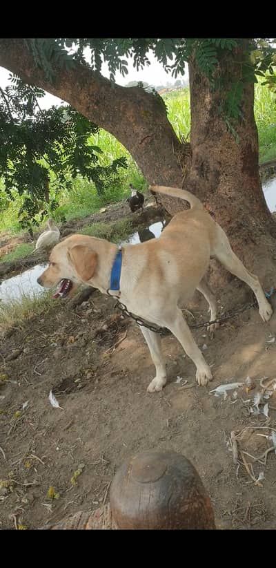 Lab  Male -Farm OR house Security/Guard Dog