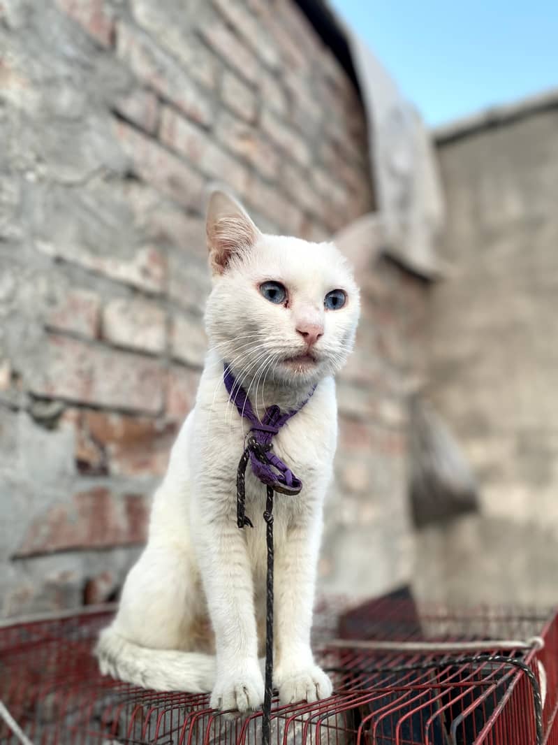 Persian cat 1