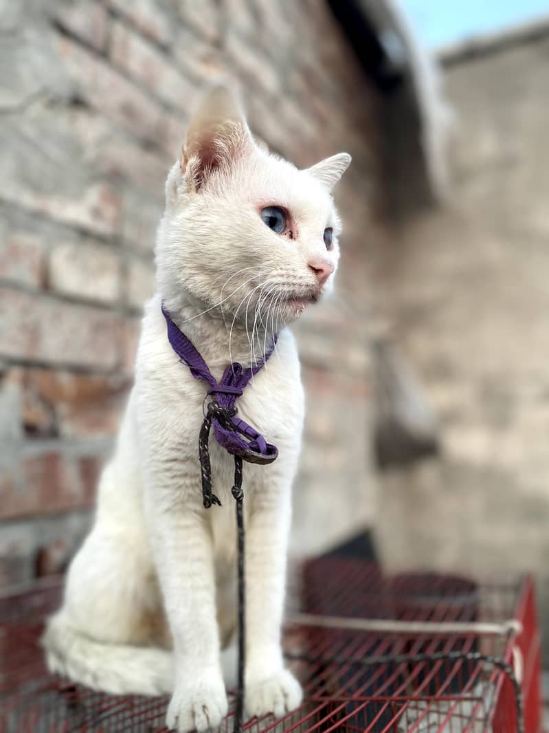 Persian cat 2