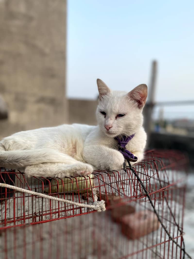 Persian cat 3