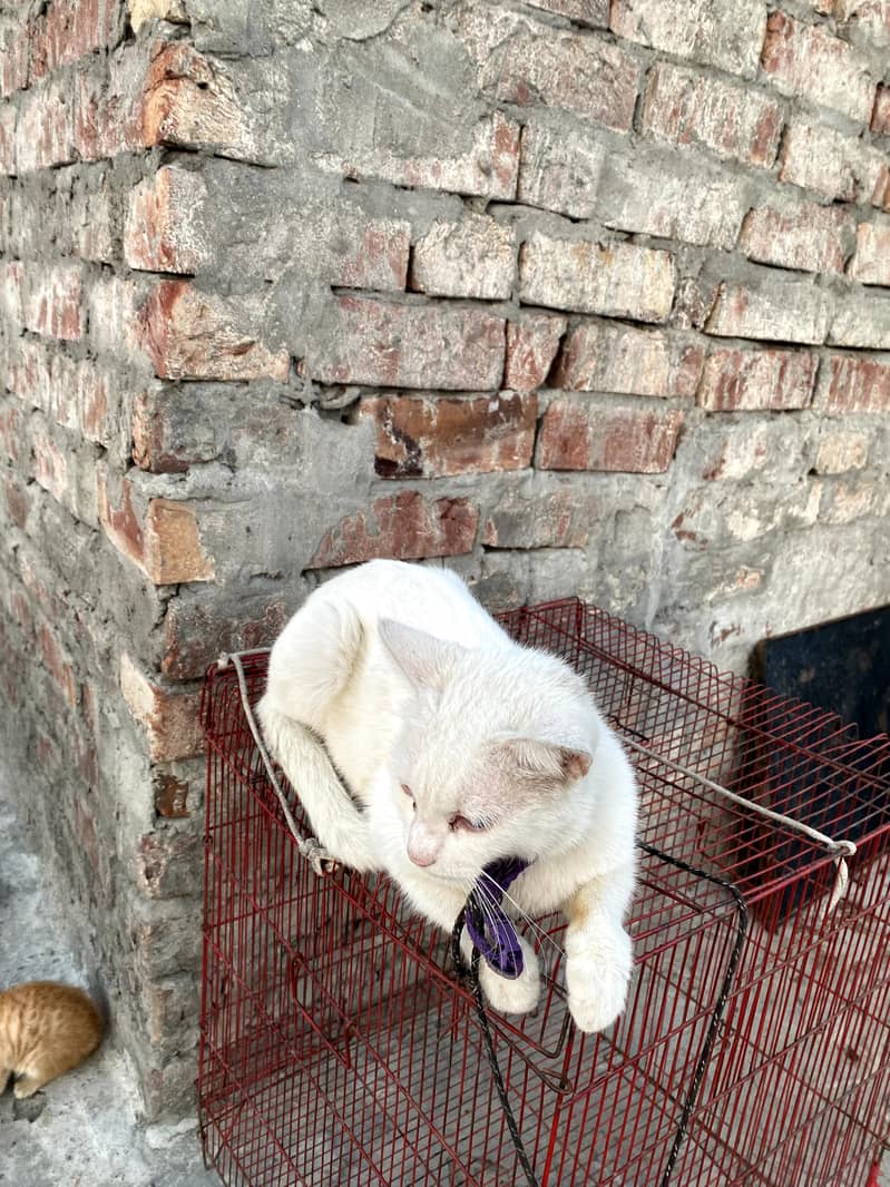 Persian cat 4