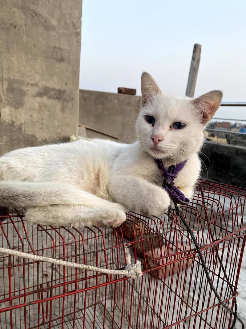 Persian cat 5