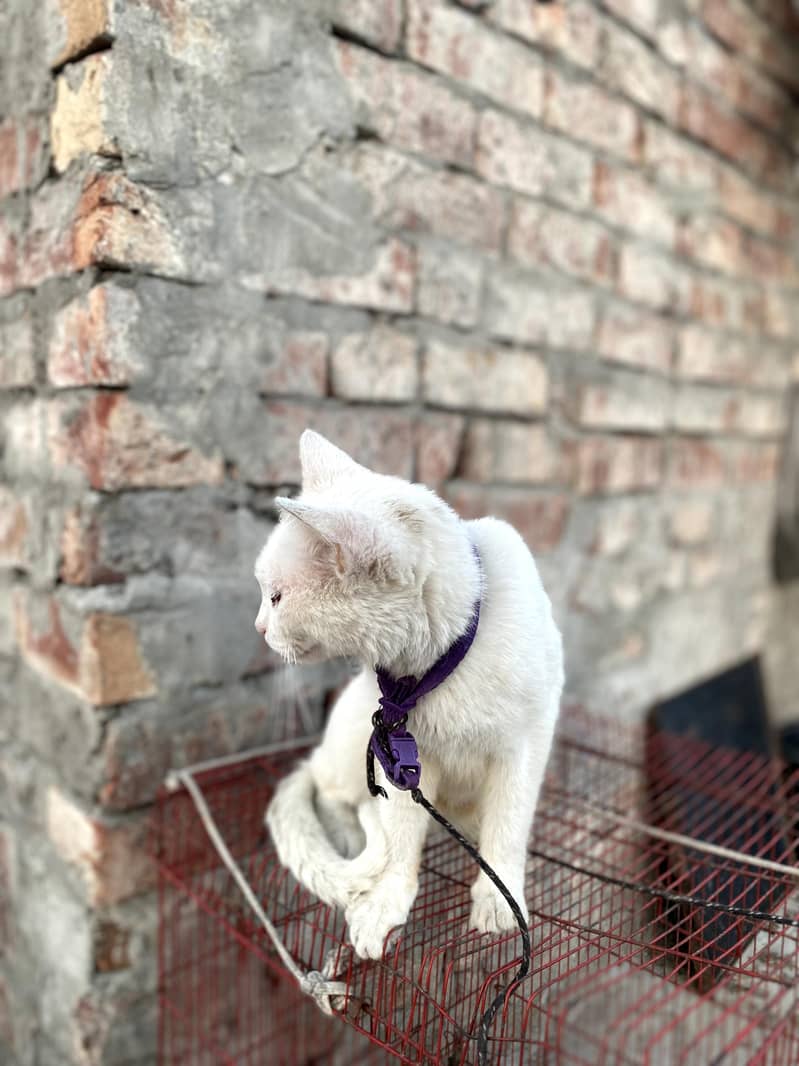 Persian cat 6