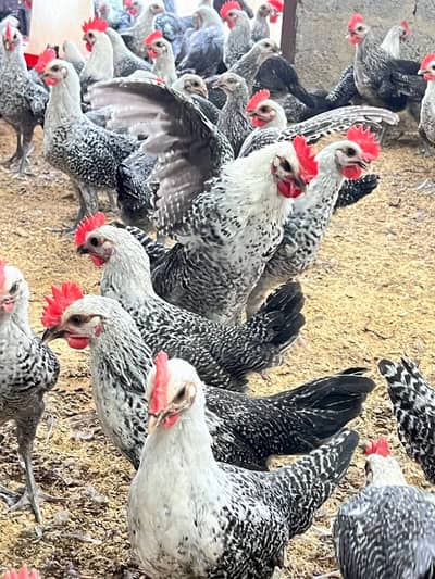 Fayoumi hens | Egyptian Fayoumi | patha | pathi | eggs | misri murghi
