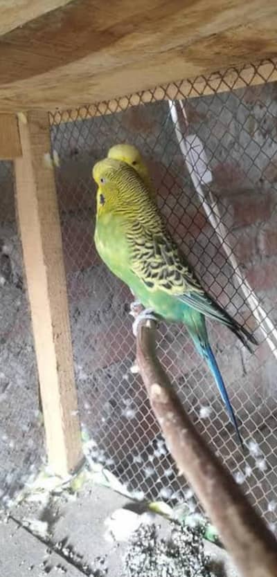 King Size budgies (Home Breed)