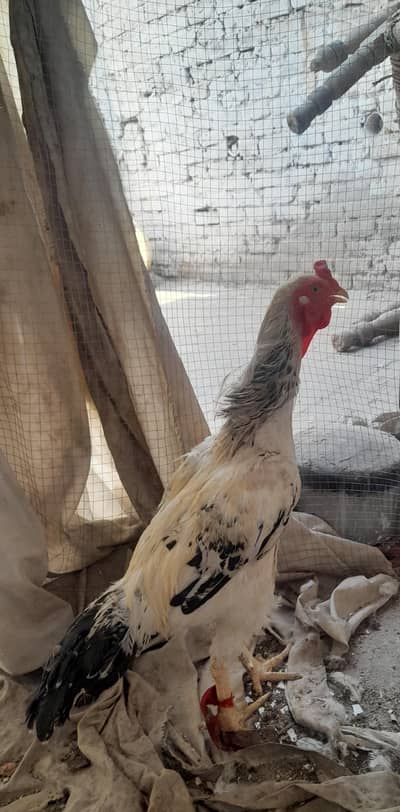 Aseel Bird
