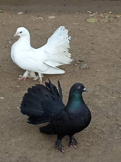 Lakky kabotar pigeons