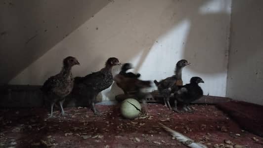 golden misri hen 6chicks