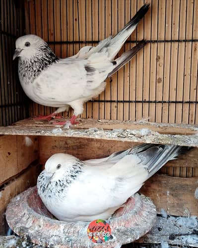 Bajrai And Dub Wale Kabootar For Sale