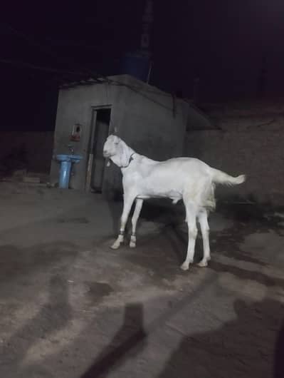 rajanpuri bakra