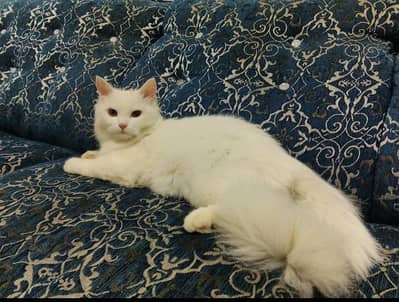 Selling Persian Cat