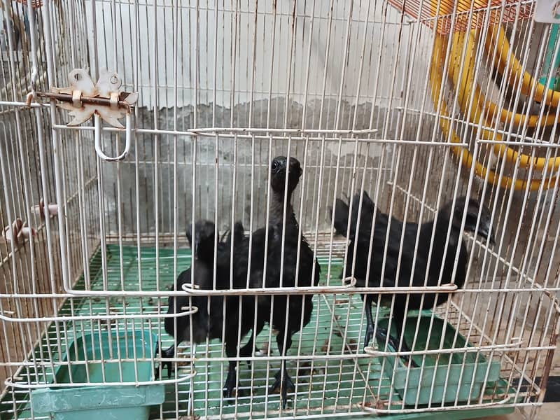 Aseel Java With Mianwali Hen 2