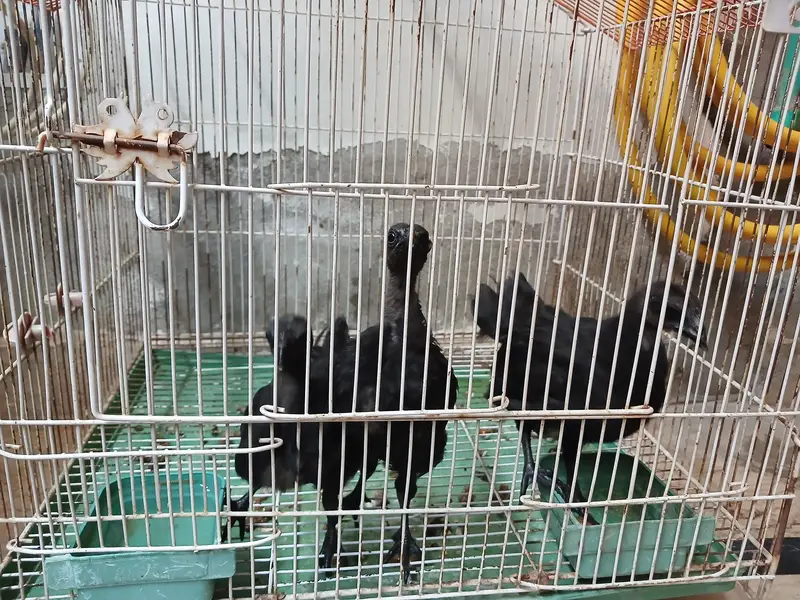 Aseel Java With Mianwali Hen — photo 3