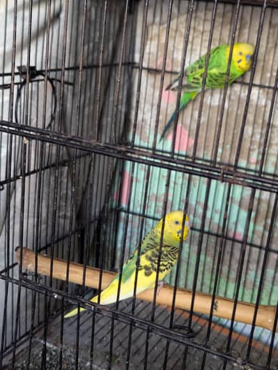 Australian Parrots 100% Breeder Pair For Sale