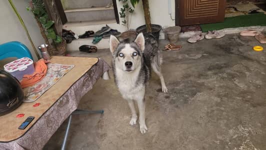 Husky Male For Sale