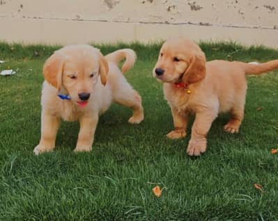 Golden Retriever pedigreed puppies / Labrador pups
