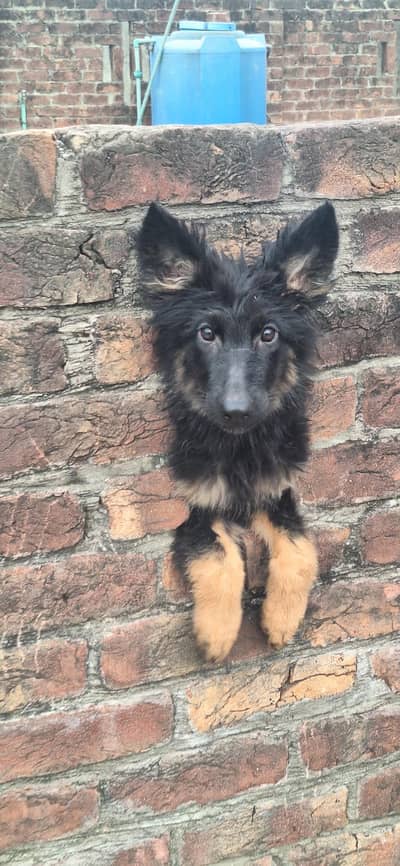 pure german