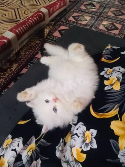 Kitten 03091000273