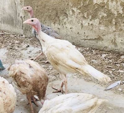 Turkey chicks Available For Sale