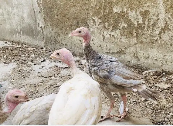 Turkey chicks Available For Sale — photo 2