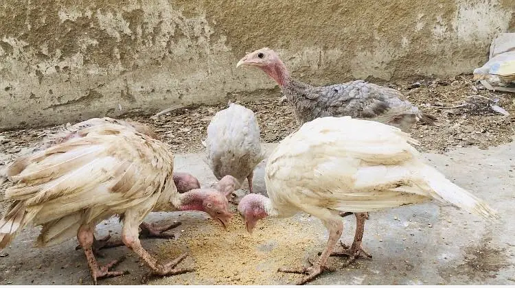 Turkey chicks Available For Sale — photo 3