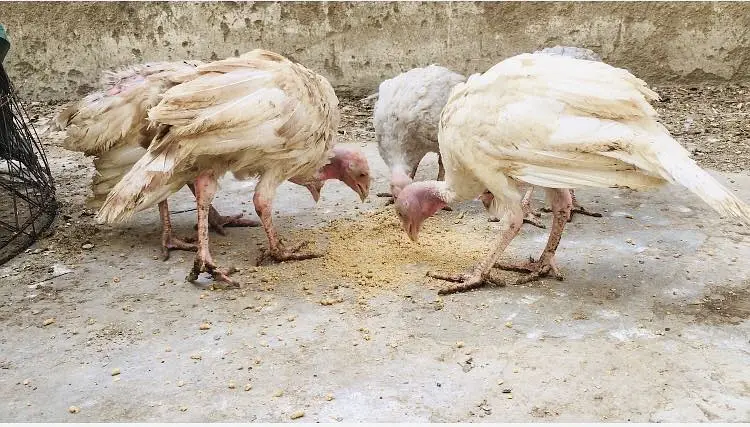 Turkey chicks Available For Sale — photo 4