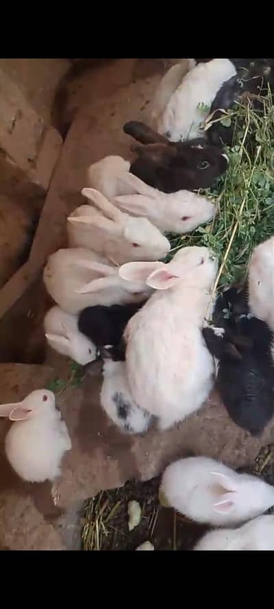 rabbit  eyes