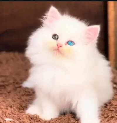 (Persian female kitten) (for sale all) (Pakistan delivery available)