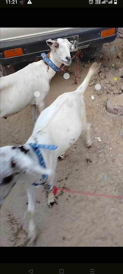 nasli goats