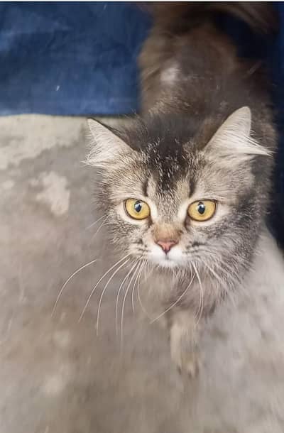 persion kitten