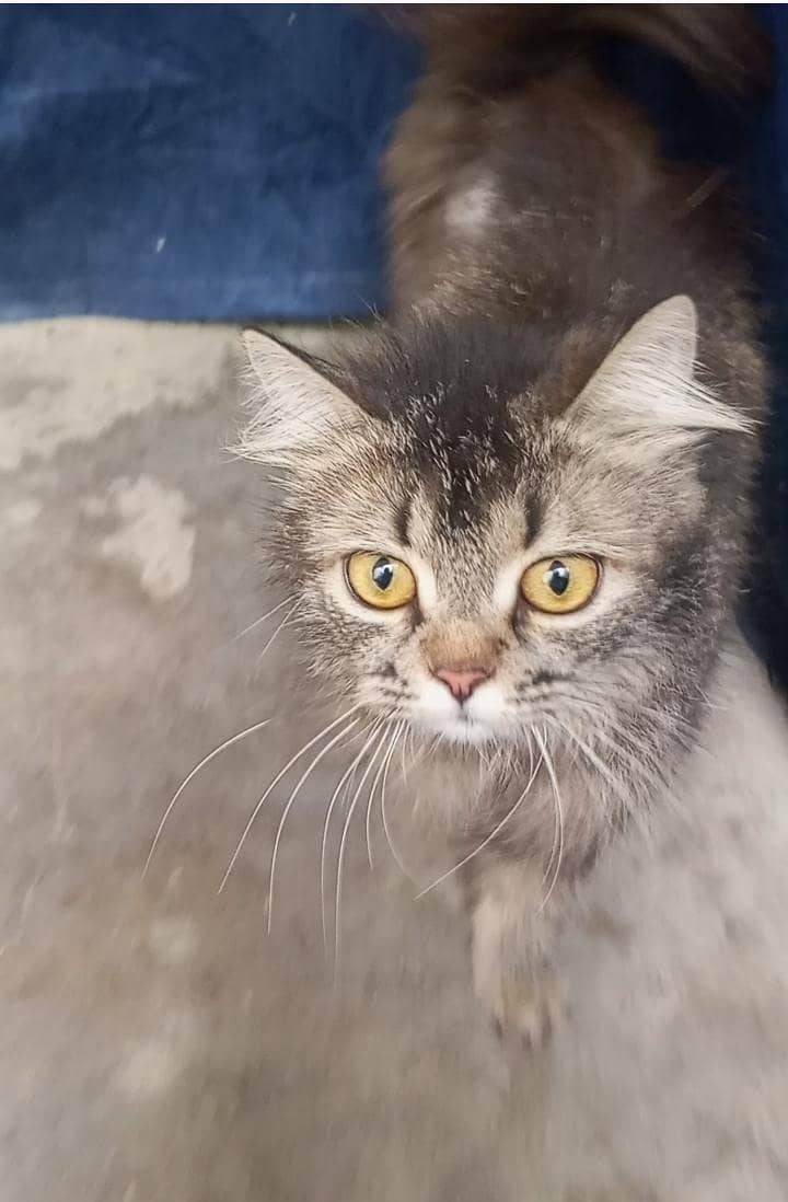 persion kitten 0